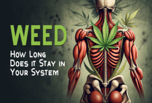 How Long Does Weed Stay In Your System: Blood, Urine & Hair