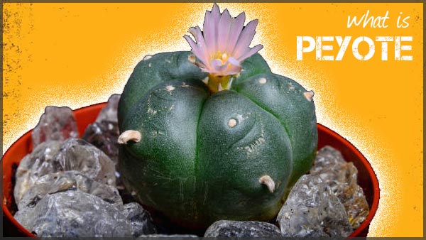 what is peyote
